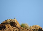 Rock Wren (2)