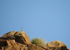 Rock Wren (3)