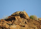 Rock Wren (4)