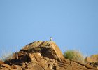 Rock Wren (5)