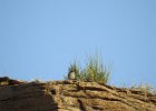 Rock Wren (6)