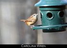 059 - 687 Carolina Wren