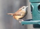 101Carolina Wren