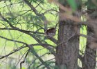 Carolina Wren (1)