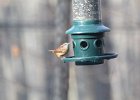 Carolina Wren (12)