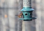Carolina Wren (15)