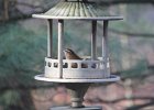 Carolina Wren (18)
