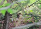 Carolina Wren (2)