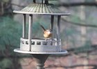 Carolina Wren (21)