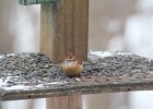 Carolina Wren (22)