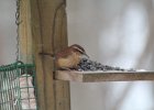 Carolina Wren (23)