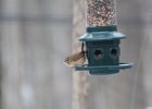 Carolina Wren (24)