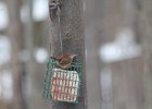 Carolina Wren (26)