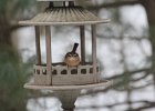 Carolina Wren (28)