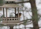 Carolina Wren (29)