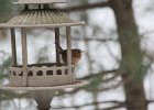 Carolina Wren (30)