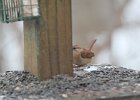 Carolina Wren (33)