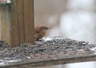 Carolina Wren (34)