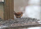 Carolina Wren (35)