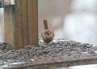Carolina Wren (36)