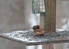 Carolina Wren (38)