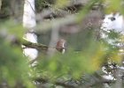 Carolina Wren (5)