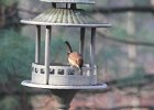 Carolina Wren (8)