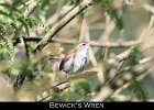 059 - 688 Bewick's Wren