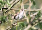 101Bewick's Wren