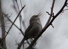 Bewick's Wren (1)