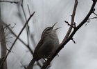Bewick's Wren (10)