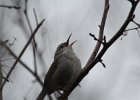 Bewick's Wren (11)