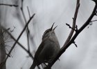 Bewick's Wren (12)