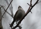 Bewick's Wren (13)