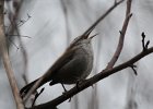 Bewick's Wren (14)