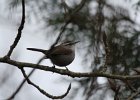 Bewick's Wren (15)