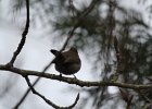 Bewick's Wren (16)