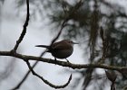 Bewick's Wren (17)