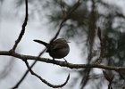 Bewick's Wren (18)