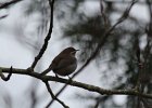 Bewick's Wren (19)