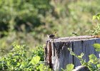 Bewick's Wren (3)