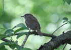 House Wren (1)