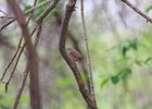 House Wren (10)