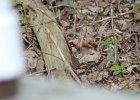 House Wren (11)