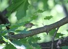 House Wren (13)