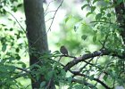 House Wren (15)