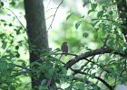 House Wren (16)