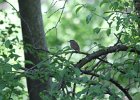House Wren (17)