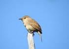 House Wren (18)