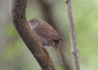House Wren (2)